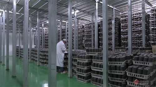 上海市靜安區(qū)助力云南廣南跑出產(chǎn)業(yè)振興 加速度